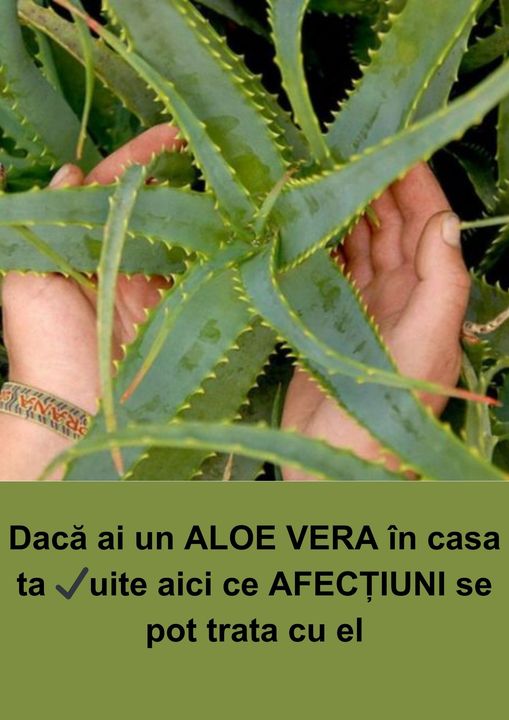 Puterea Terapeutică a Frunzelor de ALOE (Aloe arborescens): Utilizări și Rețete Benefice