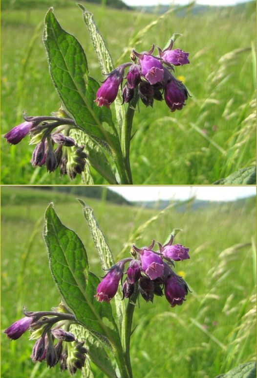 Este o planta larg cunoscuta si folosita inca din vremea dacilor, denumirea sa originala in limba dacă.