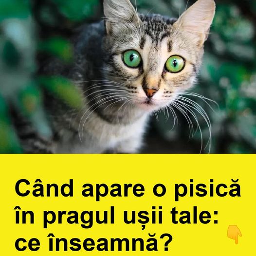 Când apare o pisică în pragul ușii tale: ce înseamnă?