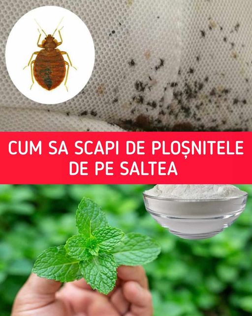 O metodă naturală de a scăpa rapid și eficient de ploșnițele de pe saltea