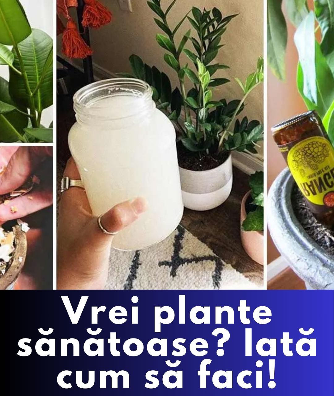 7 sfaturi utile pentru plante frumoase în casă