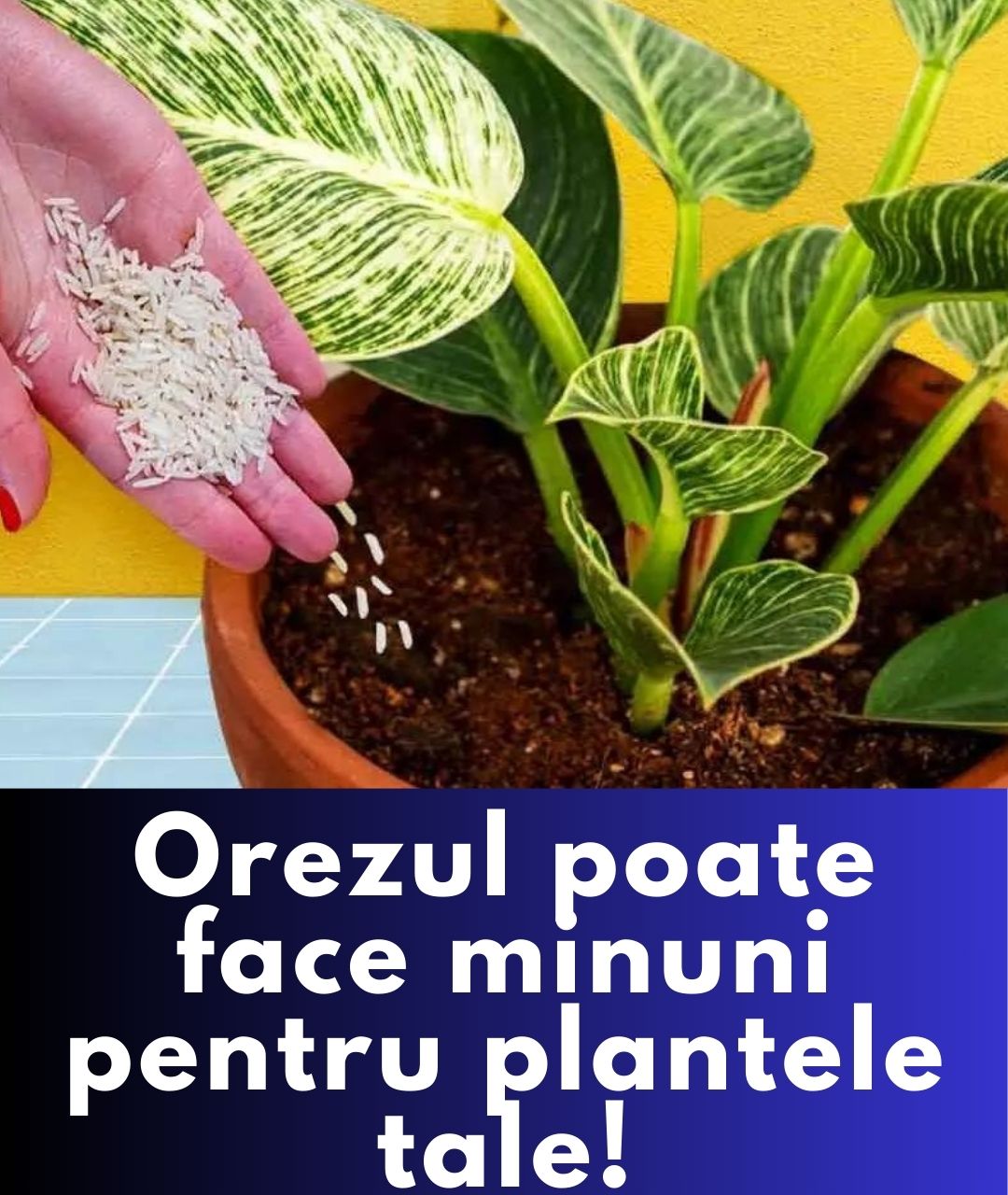 Beneficiile orezului ca îngrășământ natural pentru plante