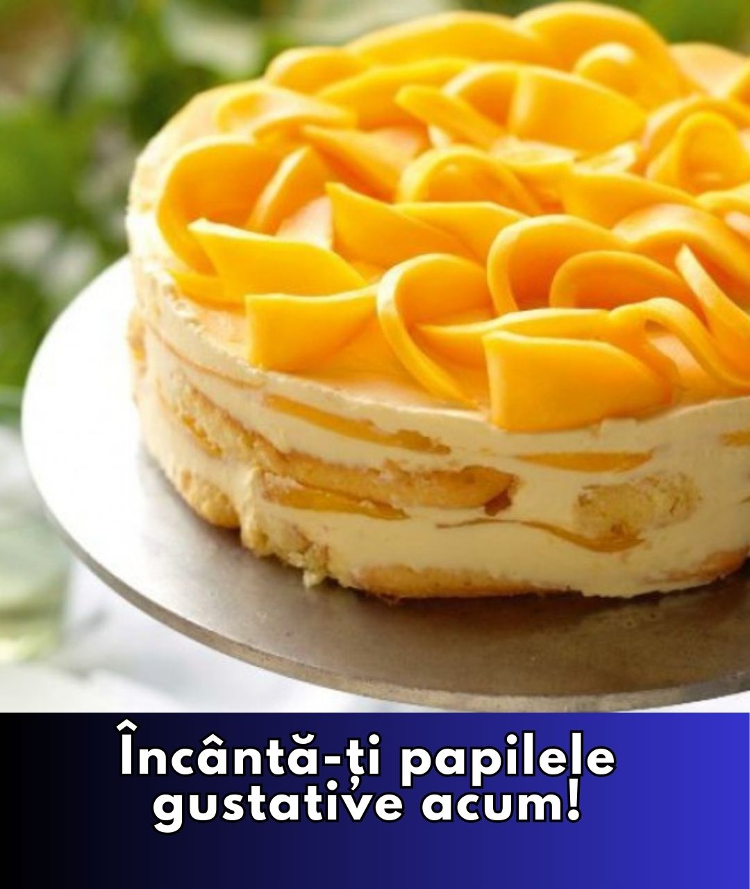 Tiramisu proaspăt cu mango și afine