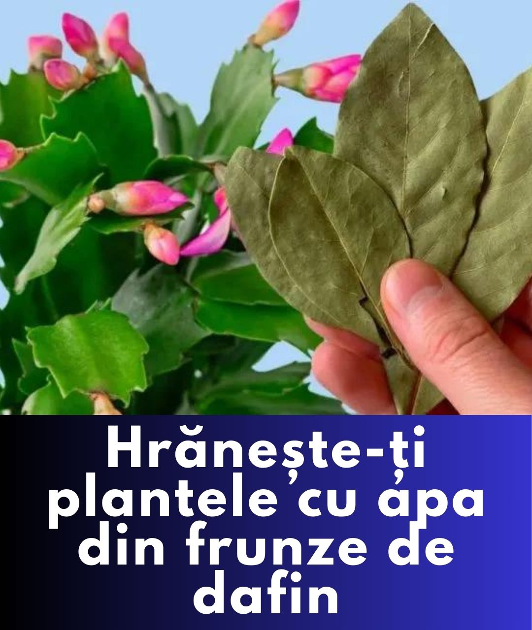 Stimulează creșterea plantelor cu apa din frunze de dafin