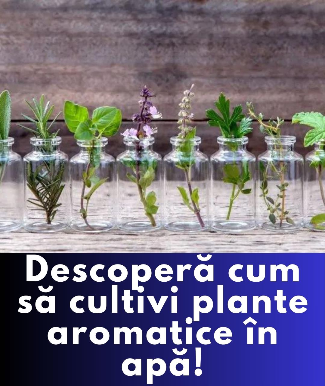 Cum Să Cultivi Legume și Plante Aromatice Într-un Simplu Pahar cu Apă