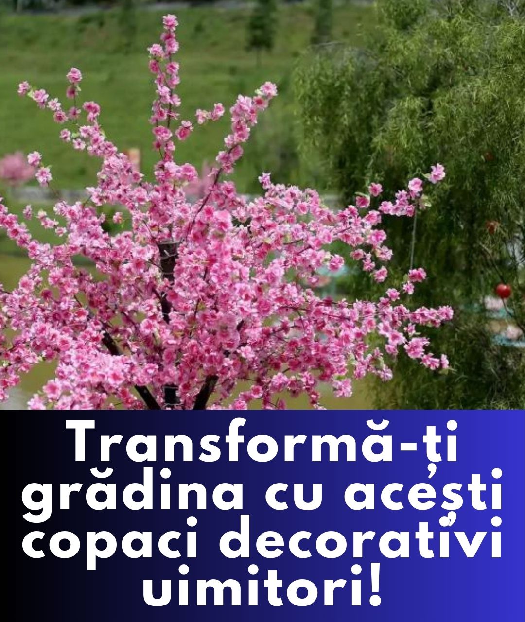 10 Arbori Decorativi Care Îți Vor Transforma Grădina