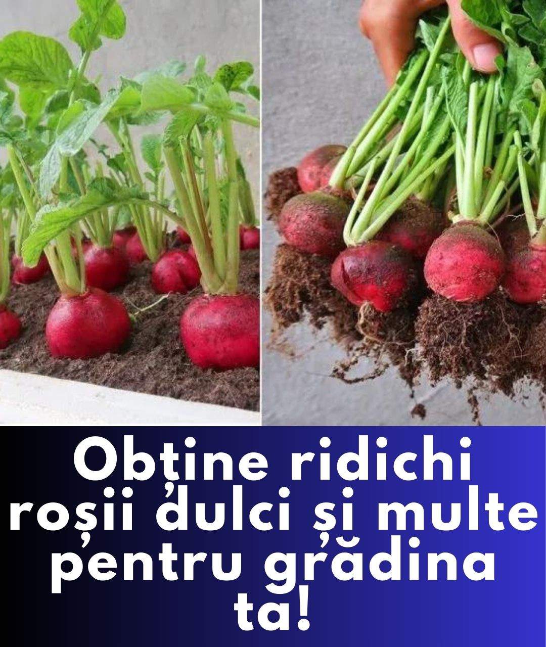 Ghid complet pentru cultivarea ridichilor roșii dulci pentru iarnă.