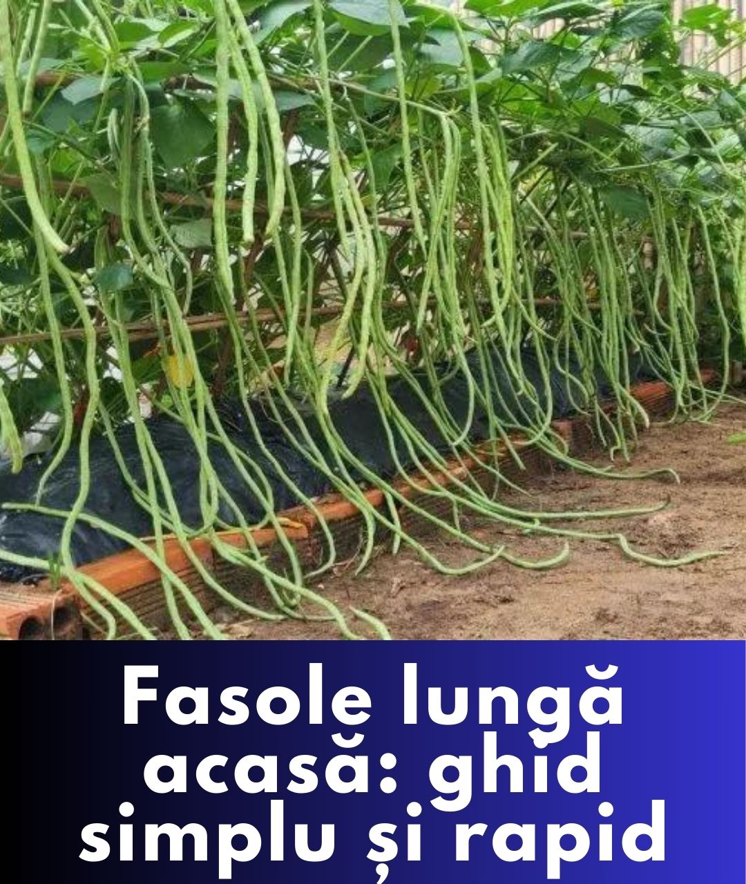 Crește fasolea verde lungă la tine acasă, ușor și rapid