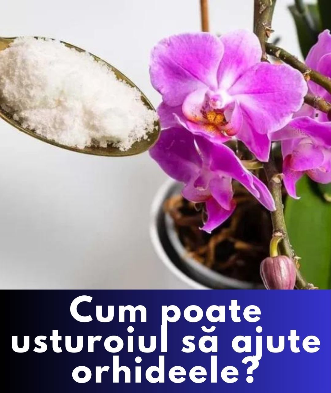 Ghid pentru refacerea înfloririi orhideelor cu usturoi