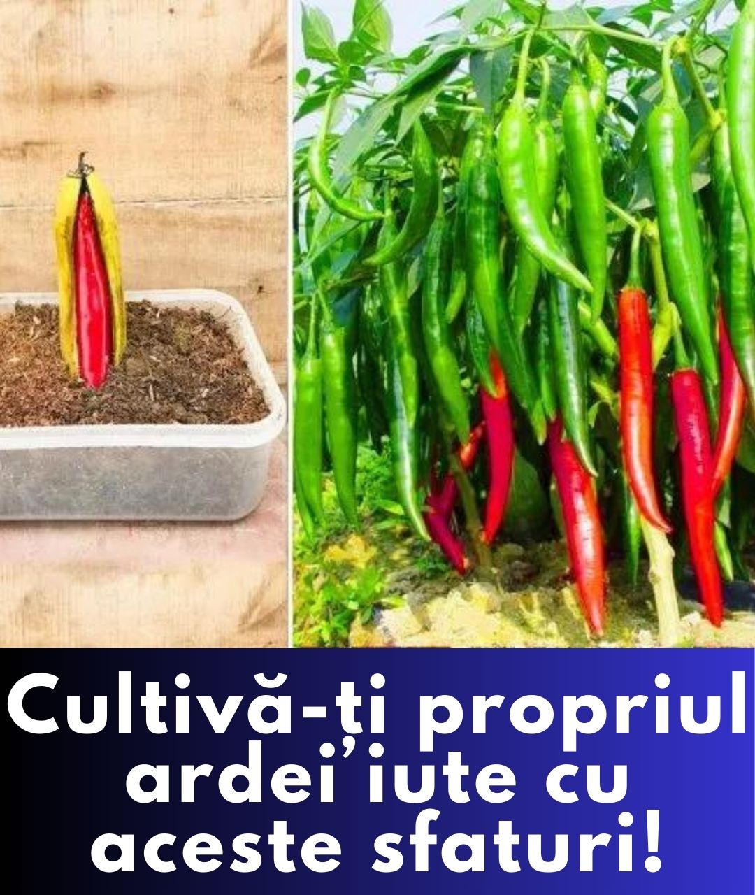 Cultivarea ardeilor iuți: locuri ideale și metode detaliate