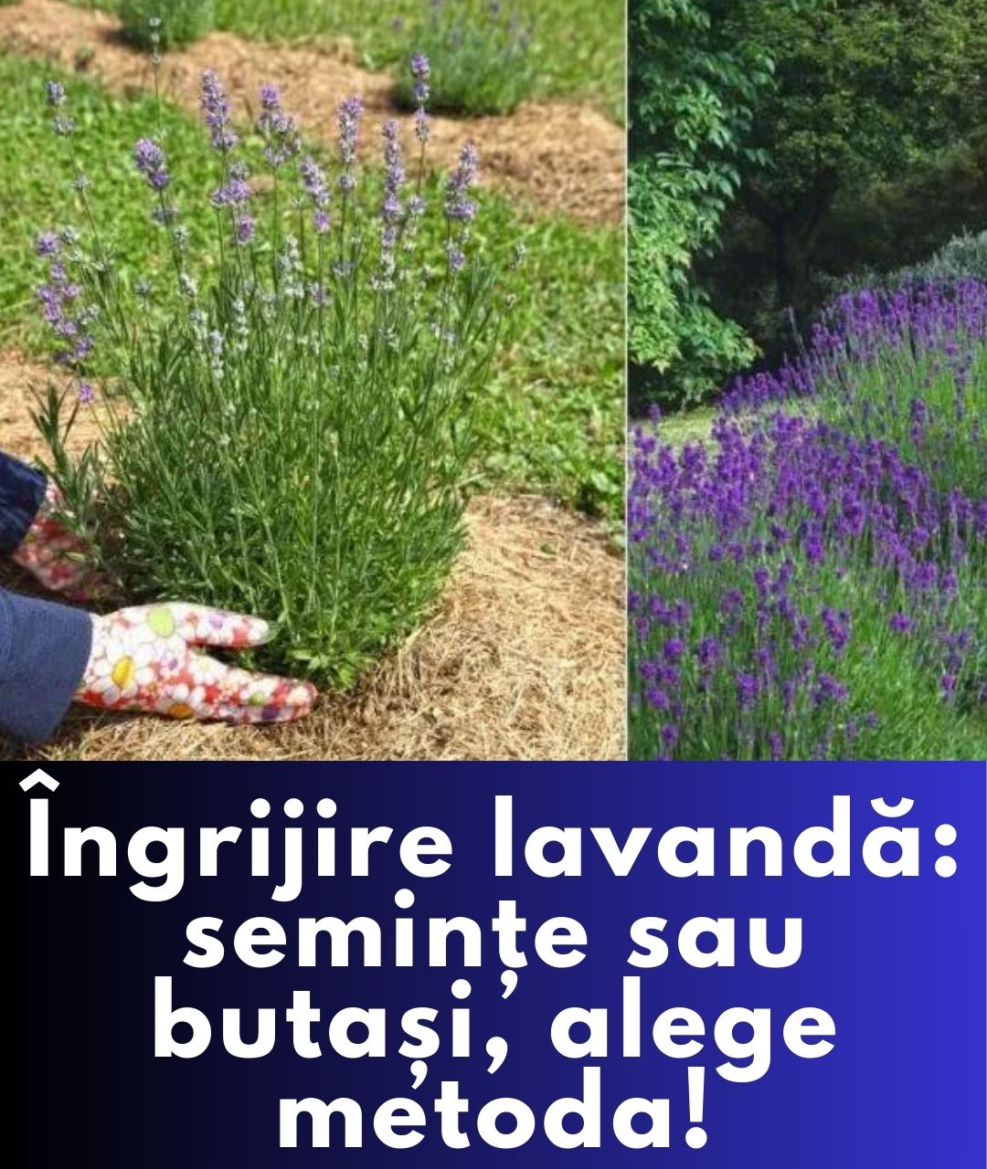 Tot ce trebuie să știi despre lavanda: semințe și butași