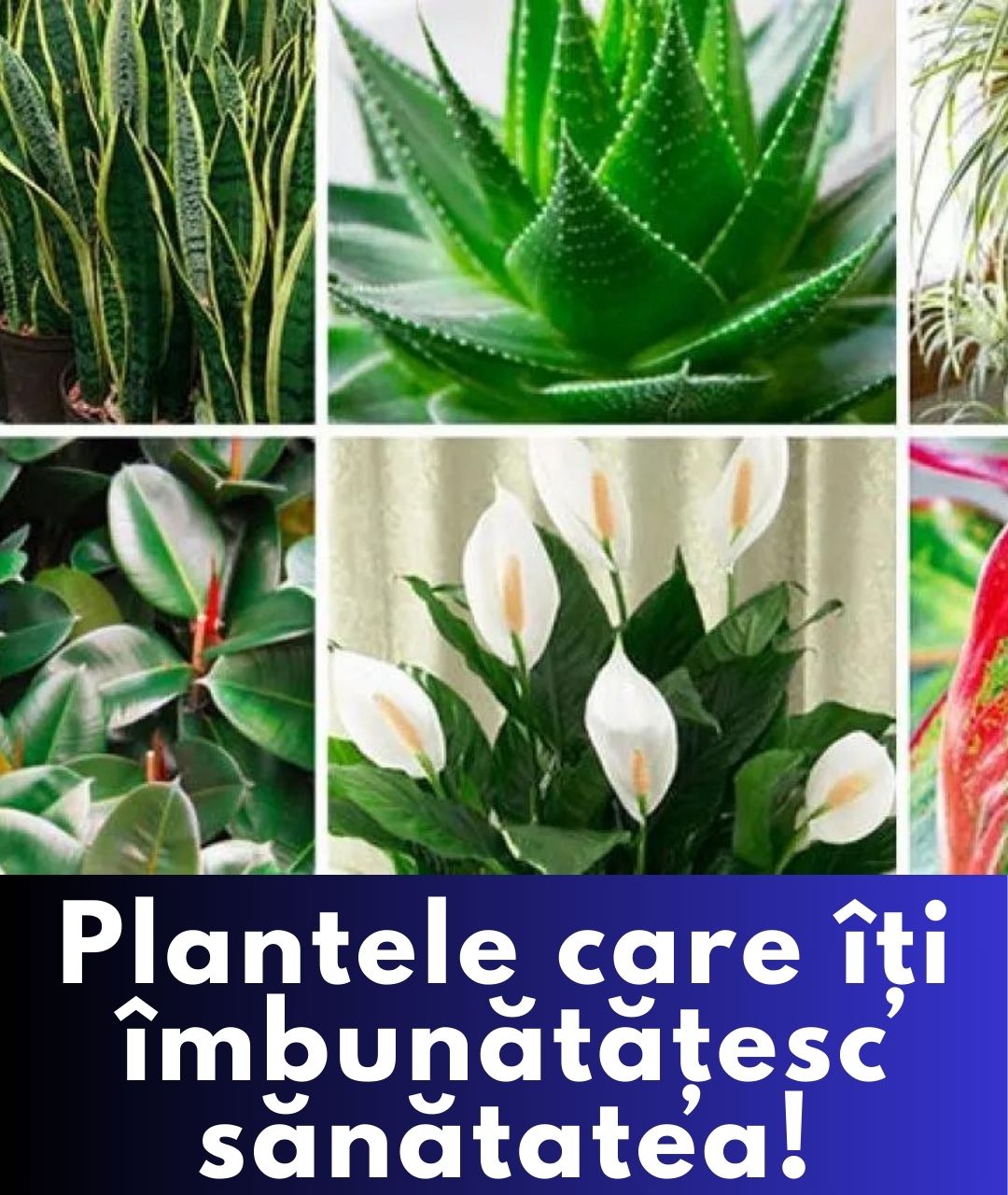 Plantele care transformă aerul din casa ta în unul proaspăt.