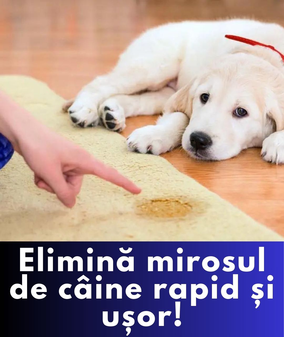 Cum să scapi de mirosul de urină de câine din casă