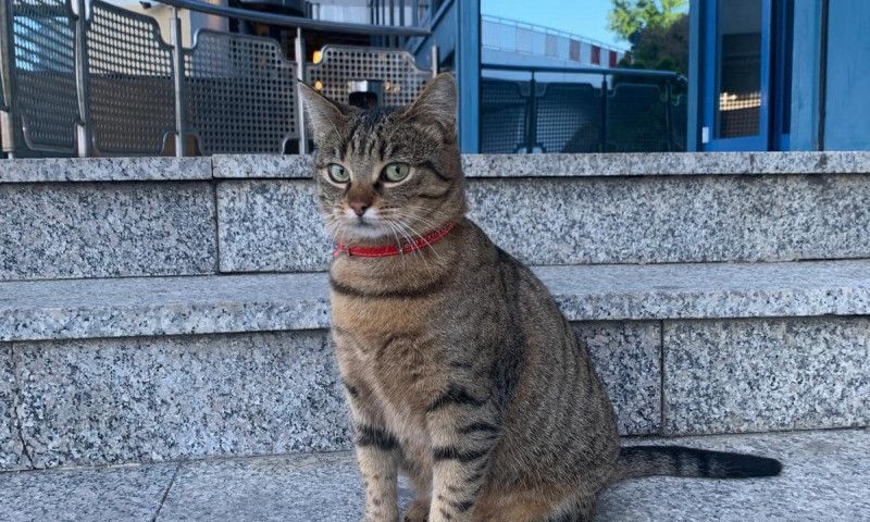 Pisicuța Vasi, mascota Aeroportului Otopeni, ar fi fost găsită. Oana Zăvoranu reacționează vehement față de situația creată.