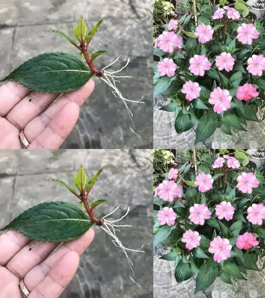 Uită de mușcate și petunii – această plantă înflorește pe tot parcursul anului, 365 de zile! Articolul îl găsești în comentarii