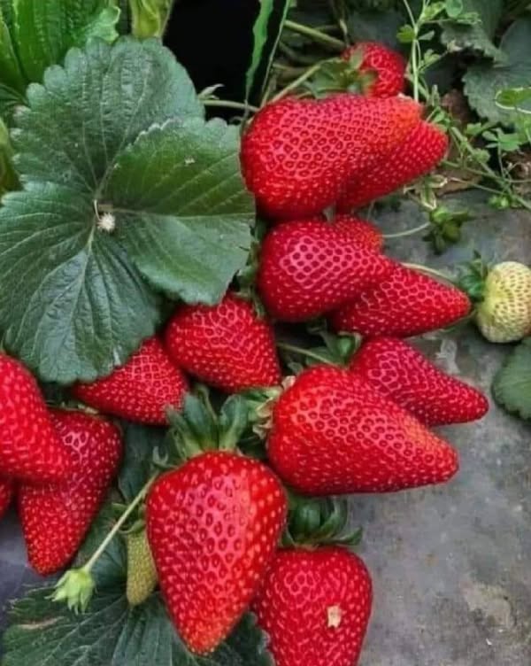 Cum stimulezi natural recolta de căpșuni în luna mai: soluția simplă pe bază de drojdie