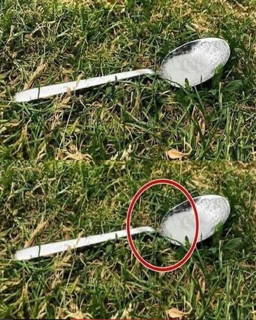 Pune întotdeauna o lingură de zahăr în curte înainte să pleci de acasă. Iată de ce