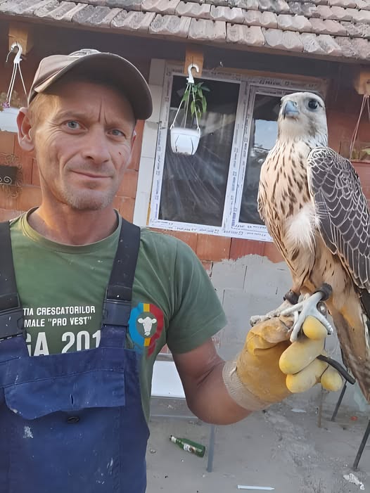 Un bărbat din Arad s-a trezit cu  mii de euro în curte, după ce un uliu valoros a zburat din Slovacia în România