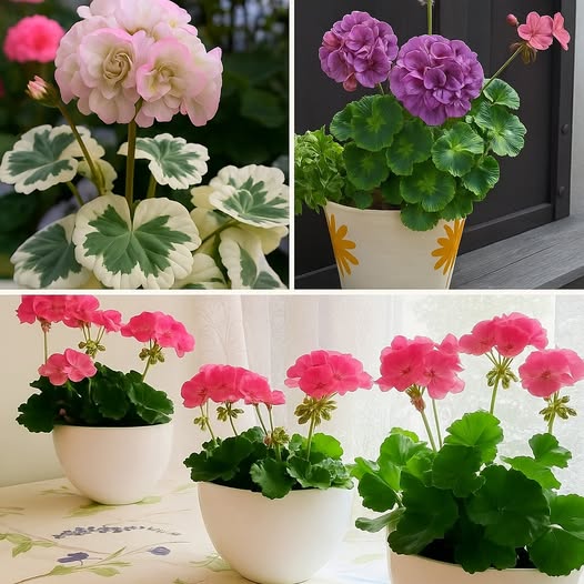 Muscata mea nu a înflorit niciodată atât de frumos: bunica, care este floricultoare, mi-a recomandat un îngrășământ.