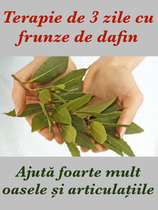 Terapie de 3 zile cu frunze de dafin . Ajută foarte mult oasele și articulațiile . Detalii în primul comentariu