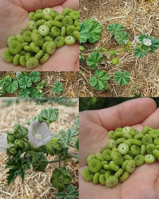 Crește peste tot, dar majoritatea oamenilor nu cunosc puterea acestei plante…