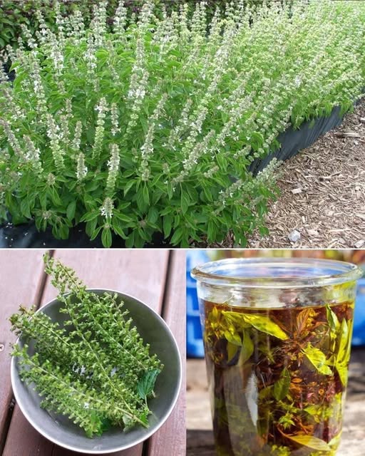 Nu arunca niciodată florile de busuioc: folosește-le în aceste 5 moduri extraordinare… Sunt foarte prețioase