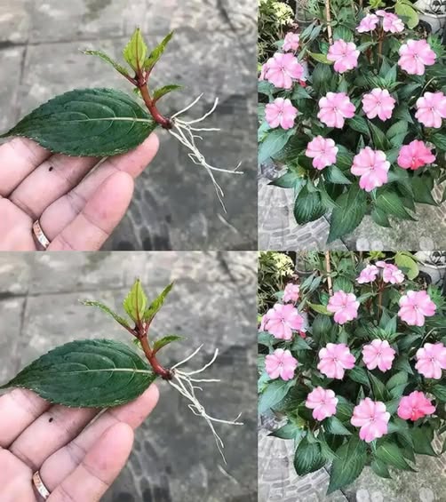 Uită de mușcate și petunii – această plantă înflorește pe tot parcursul anului, 365 de zile! Articolul îl găsești în comentarii