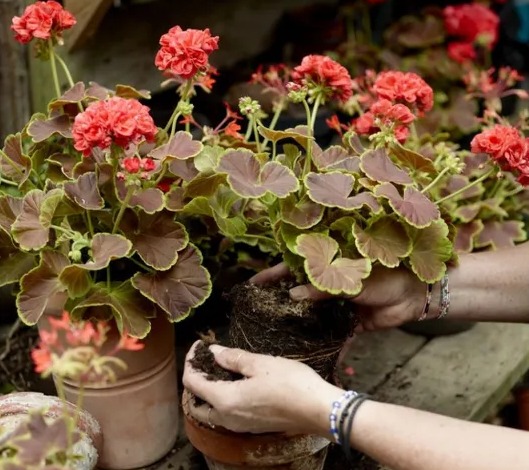 Cum să ferești mușcatele de ger. Trucuri ușoare pentru a le păstra sănătoase și pline de culoare până la primăvară.vezi in comentarii