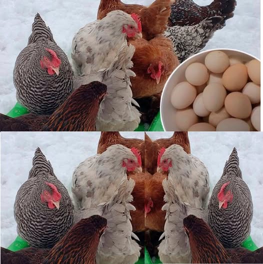 Gainile vor oua toată iarna. Ce trebuie să faci