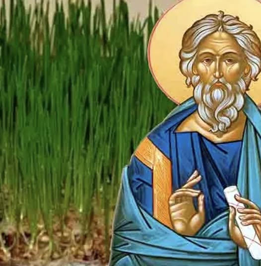 Cum se pune grâul la încolțit de Sfântul Andrei? 5 pași simpli de urmat