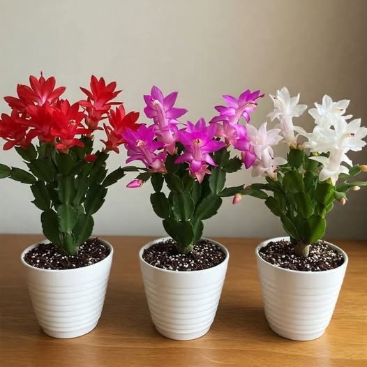 Cu ce să hrănești Crăciunița în decembrie, pentru ca ea să te bucure mult timp cu o înflorire abundentă. Împărtășesc îngrășământul în comentarii.”