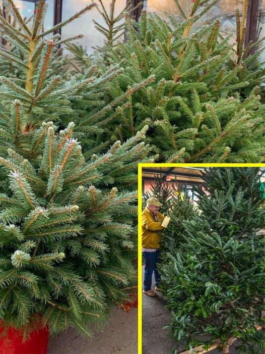 A cumpărat un brad din piață, dar când a ajuns cu el acasă a realizat ce era ascuns în el. A țipat la soție și copii să iasă din casă și a chemat poliția de urgență