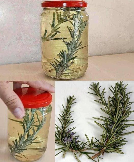 Macerează Rozmarin în Vin Alb și îmi vei fi recunoscător pentru totdeauna. Rețeta în comentarii