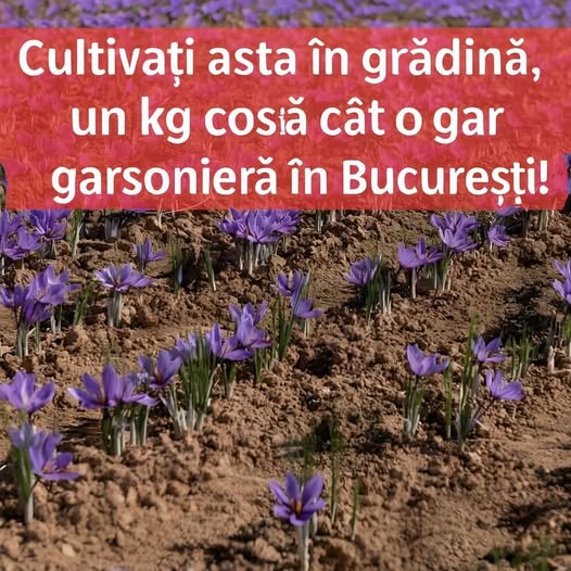 Aur, nu plantă! A apărut pe câmpurile din România! Cultivați asta în grădină, un kg costă cât o garsonieră în București!