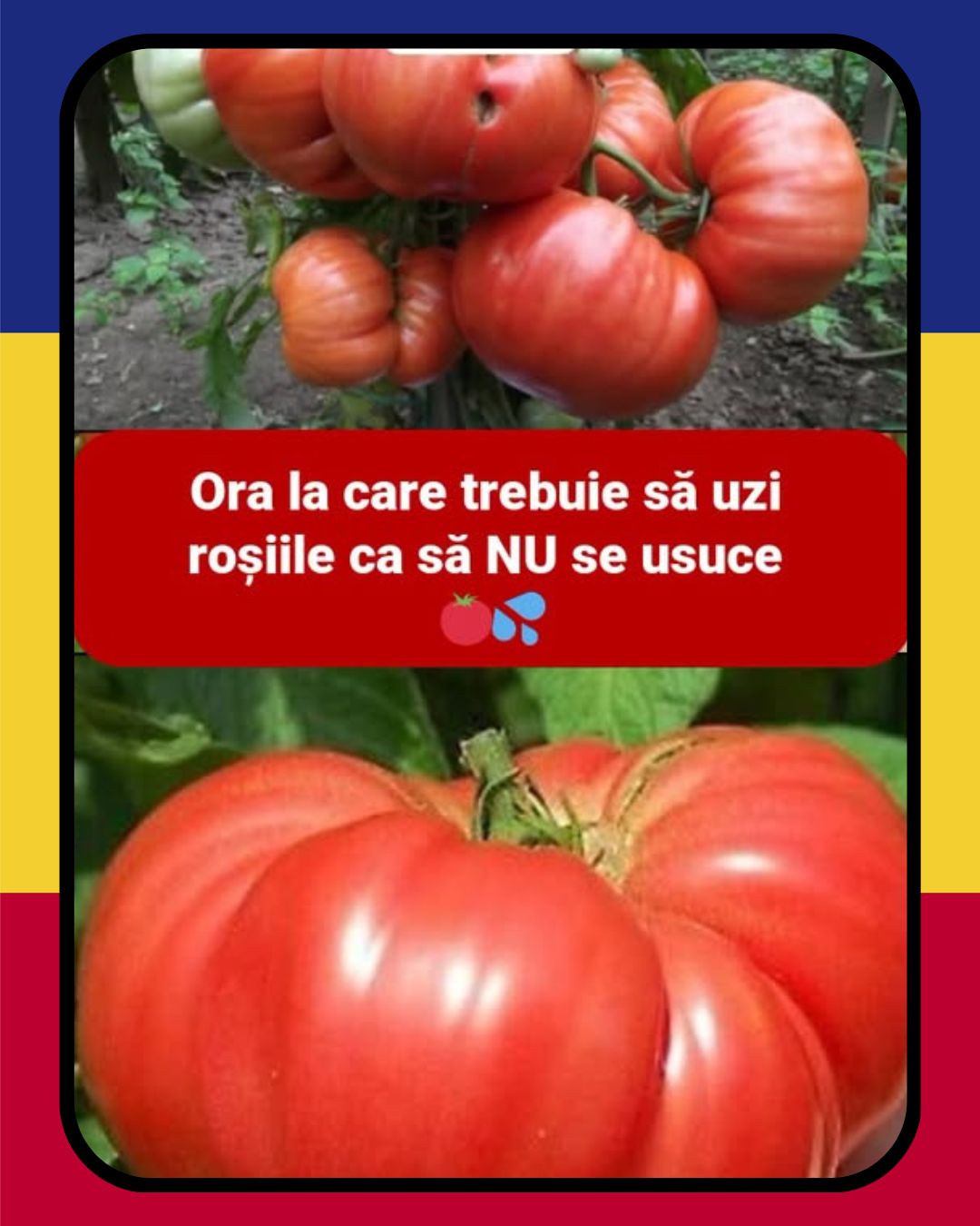 Când e caniculă, există o oră potrivită pentru udatul roșiilor