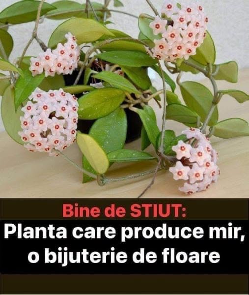 Lacrima Maicii Domnului, floarea care „plânge” picături parfumate. Secretul ei