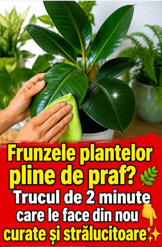 Praful de pe frunze dispare imediat. Trucul simplu pe care puțini îl folosesc