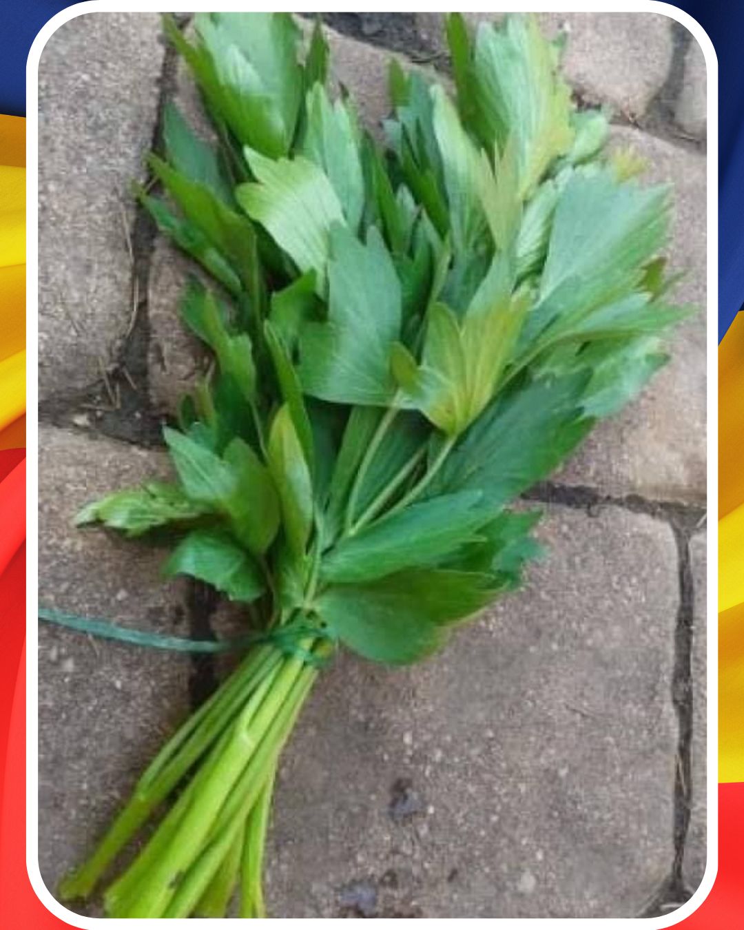 Ce să pui la rădăcina leușteanului în luna iunie — trucuri pentru a-l menține verde și înalt