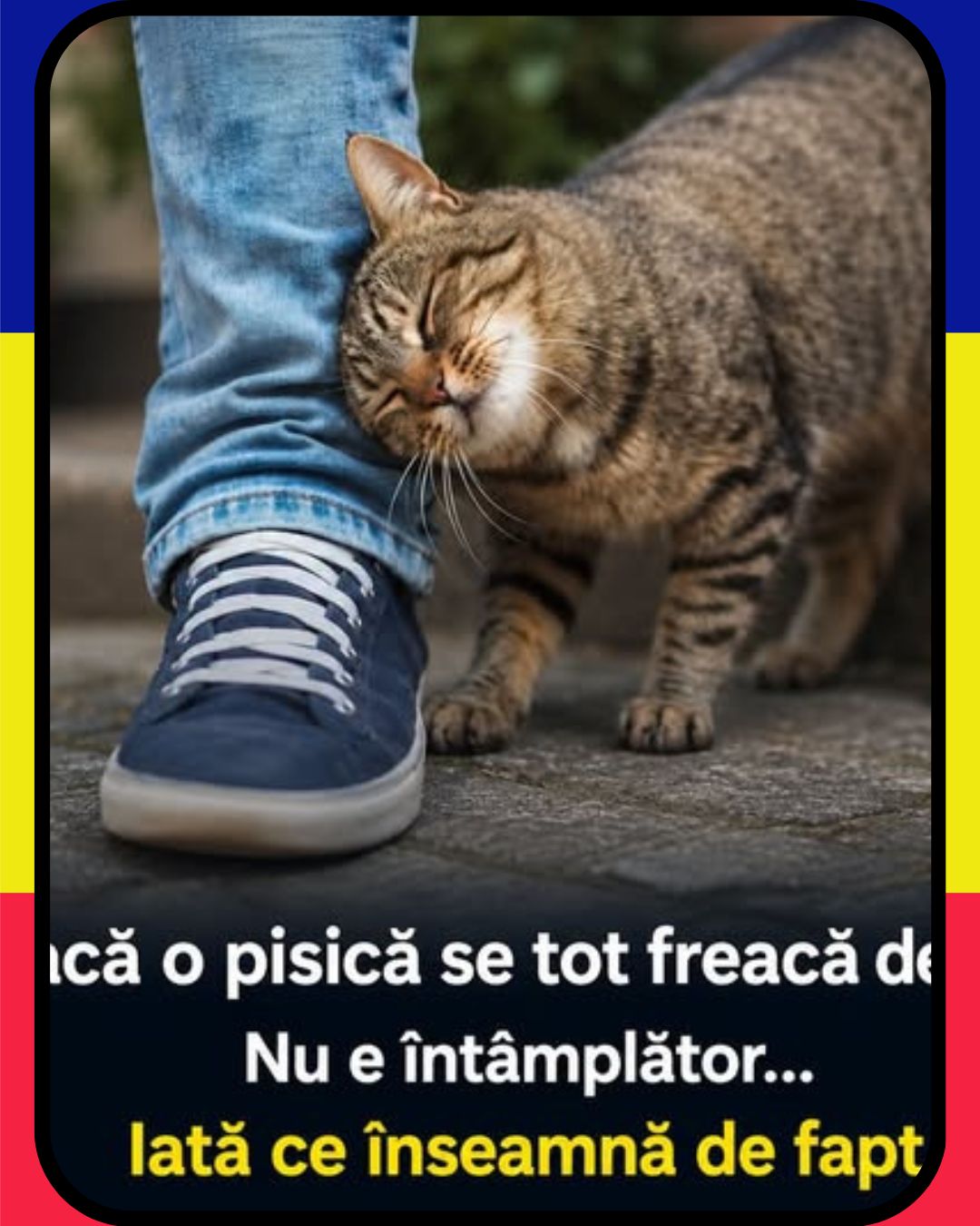 Ce înseamnă când pisica se freacă de tine: semnificații și comportamente explicate