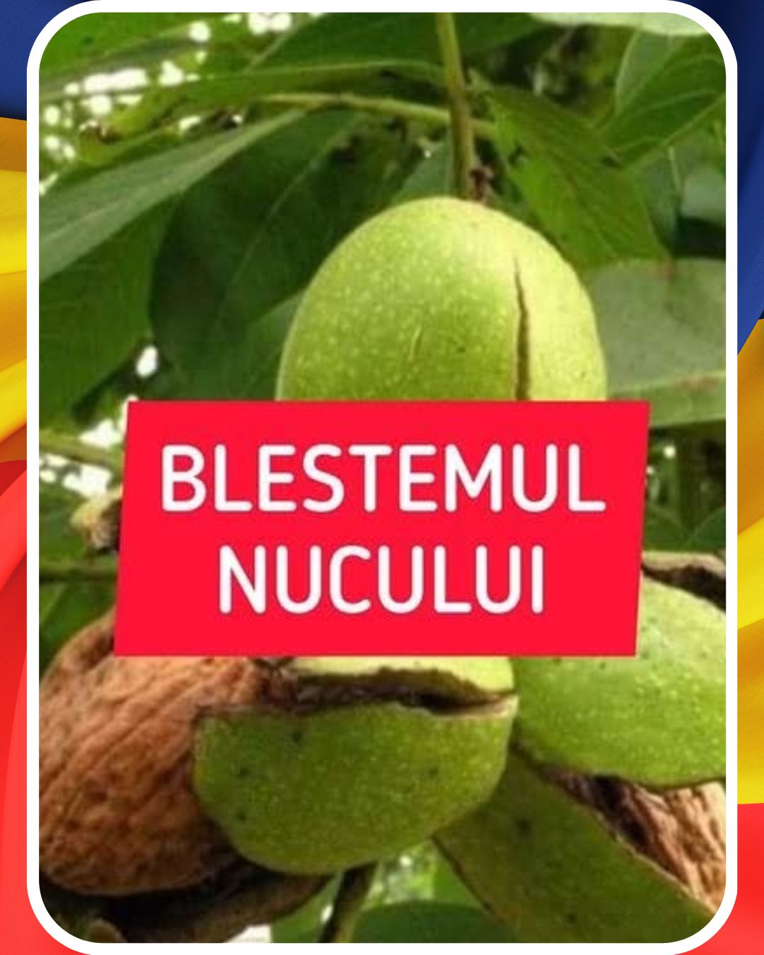 Blestemul nucului: Ce se întâmplă dăcă plantezi un nuc. E mai rău decât crezi