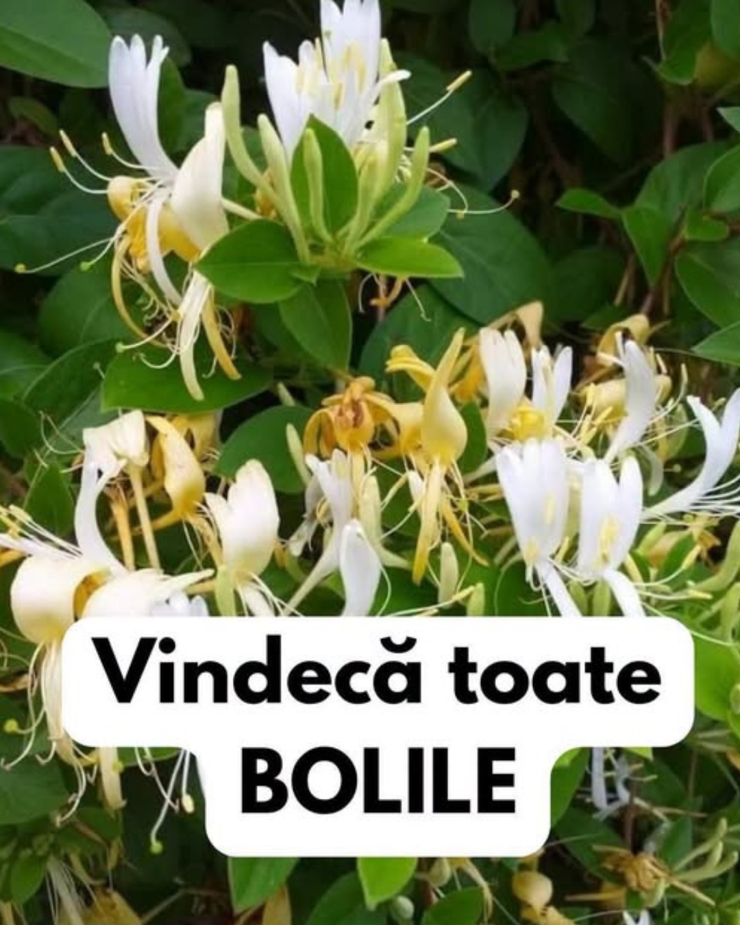 Mâna Maicii Domnului, planta parfumată folosită din vechime. Ce beneficii are și cine trebuie să o evite