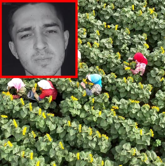 Român de 19 ani, MORT după ce a cules r… Vezi mai mult
